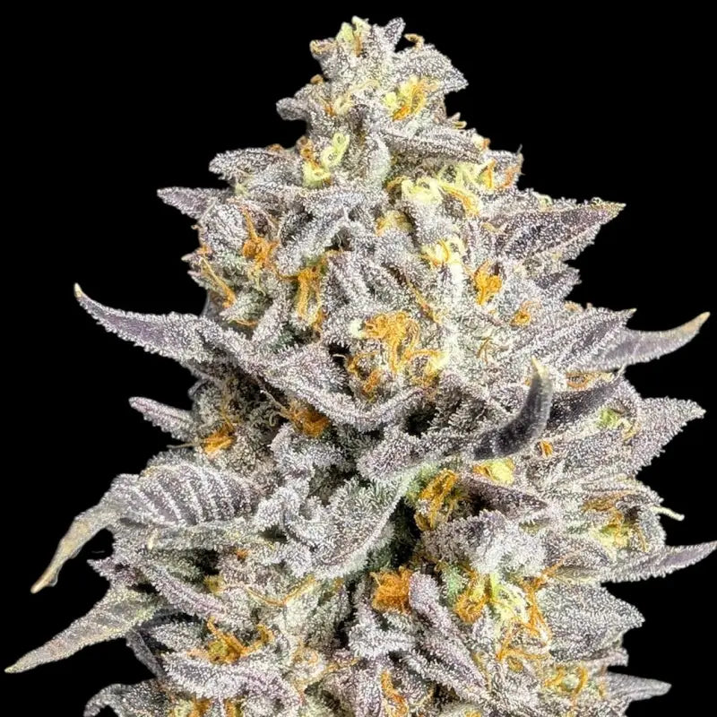 Ice cream marker© fem terpyz feminized cannabis seeds