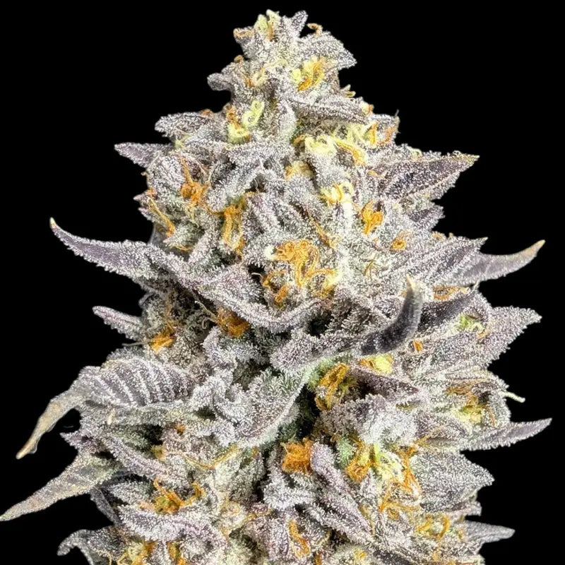 Ice cream marker© fem terpyz feminized cannabis seeds