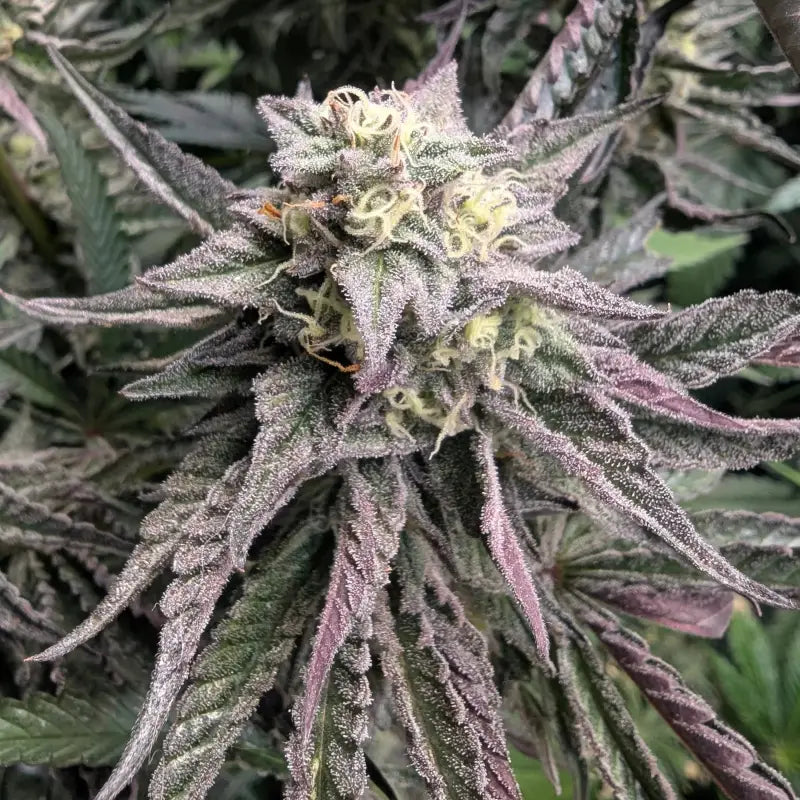 Ice cream marker© fem terpyz feminized cannabis seeds