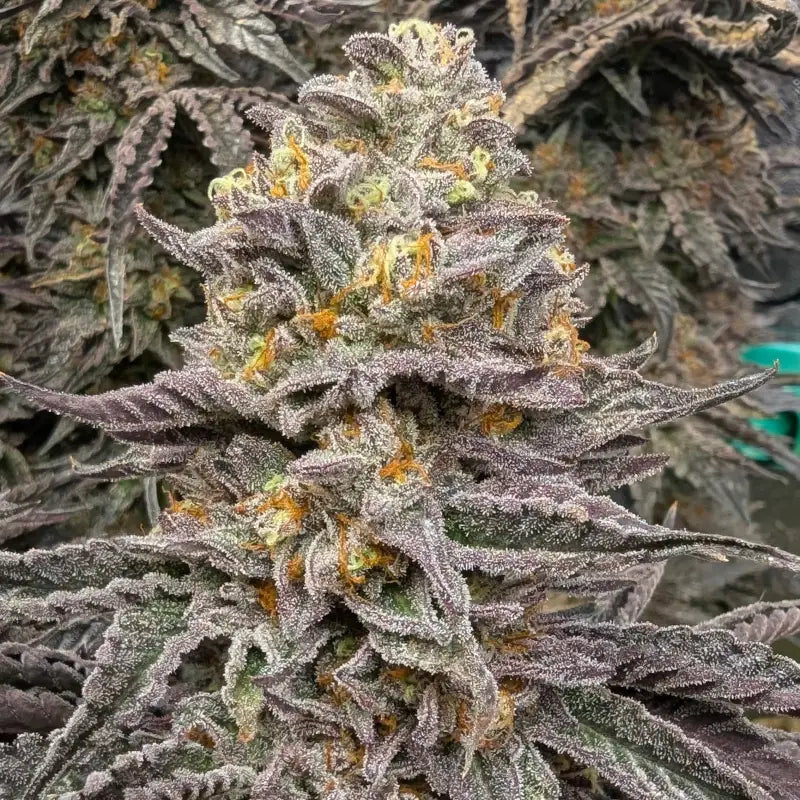 Ice cream marker© fem terpyz feminized cannabis seeds