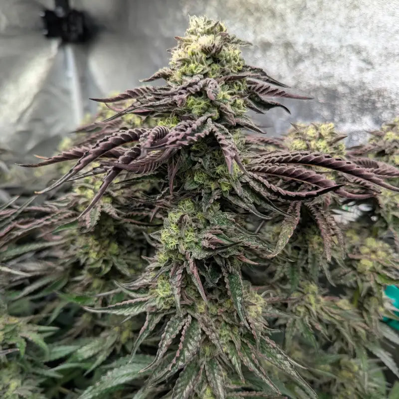 Ice cream marker© fem terpyz feminized cannabis seeds