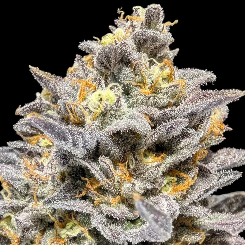 Ice cream marker© fem terpyz feminized cannabis seeds