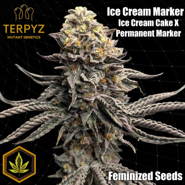 Ice cream marker© fem terpyz feminized cannabis seeds