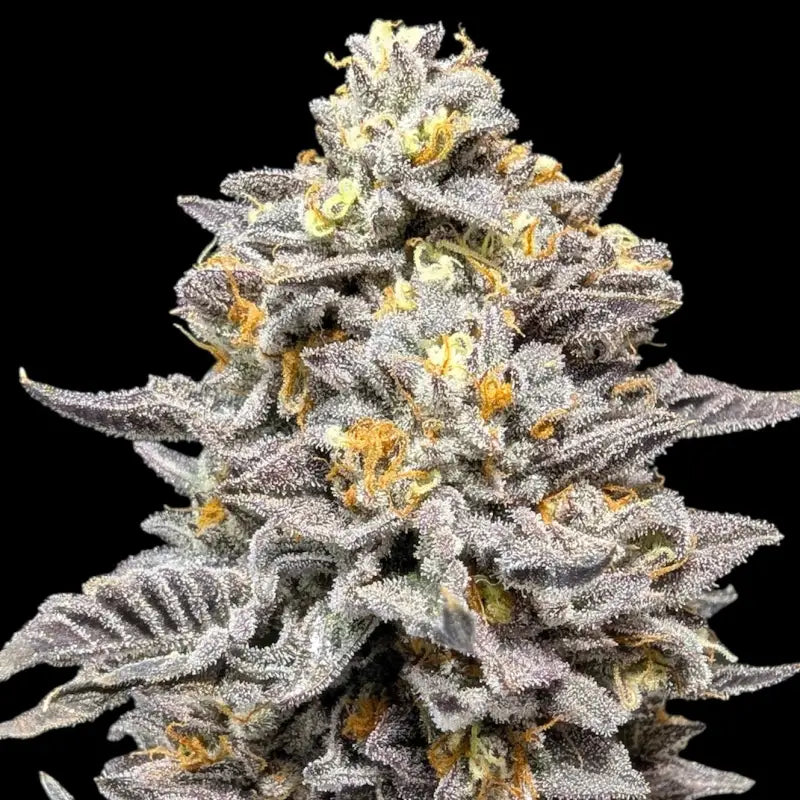 Ice cream marker© fem terpyz feminized cannabis seeds