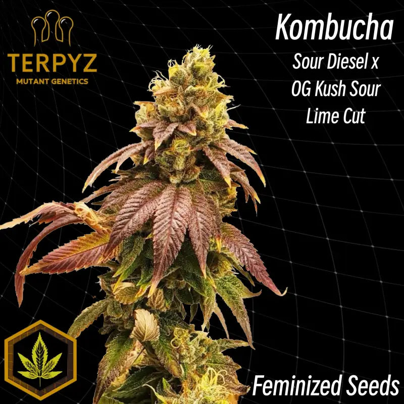 Kombucha© fem terpyz feminized seeds feminised cannabis