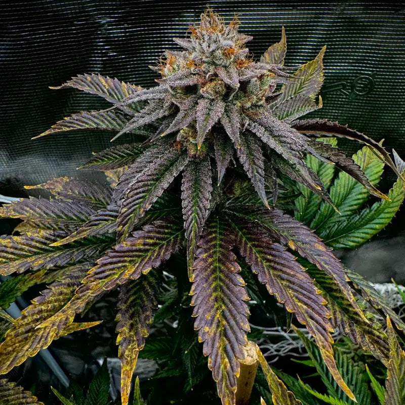Kombucha© fem terpyz feminized cannabis seeds feminised