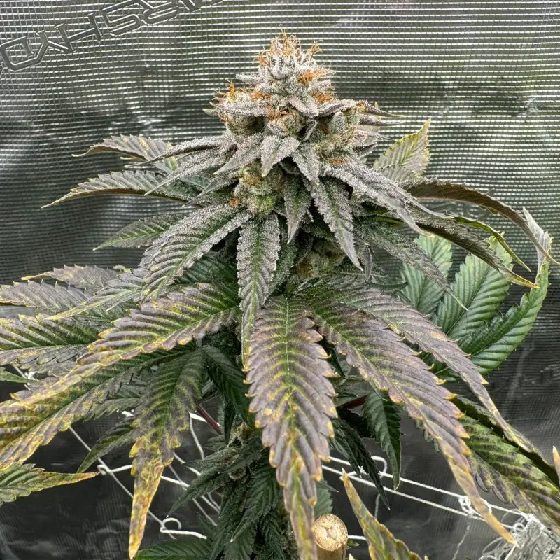 Kombucha© fem terpyz feminized cannabis seeds feminised