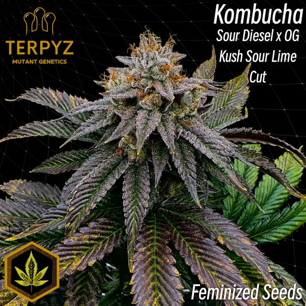 Kombucha© fem terpyz feminized cannabis seeds feminised