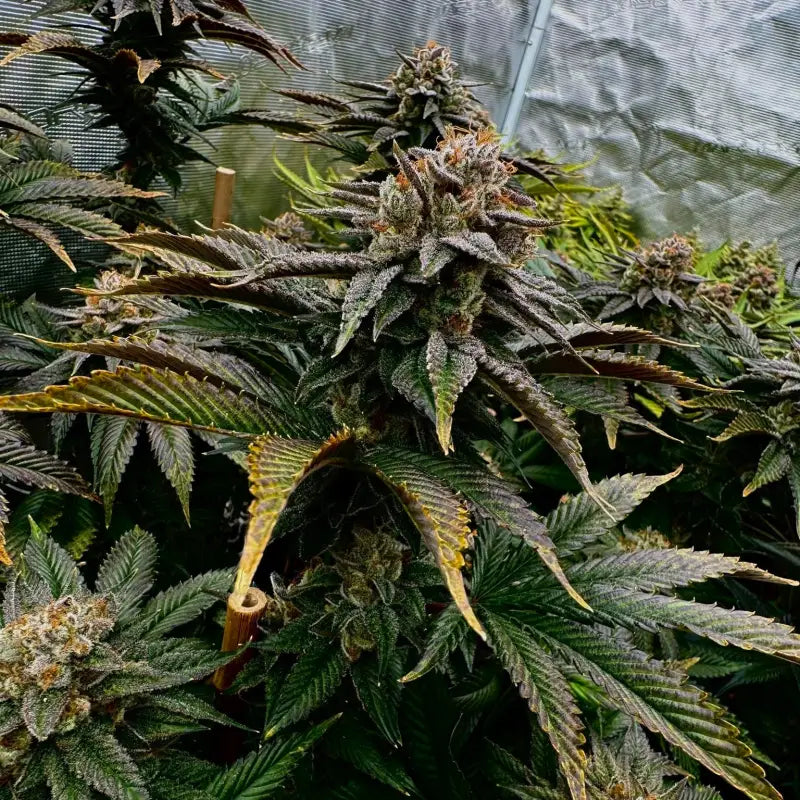 Kombucha© fem terpyz feminized cannabis seeds feminised