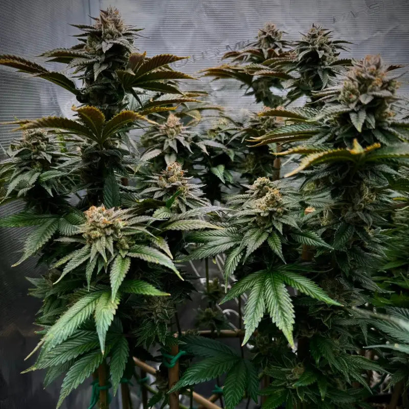Kombucha© fem terpyz feminized cannabis seeds feminised