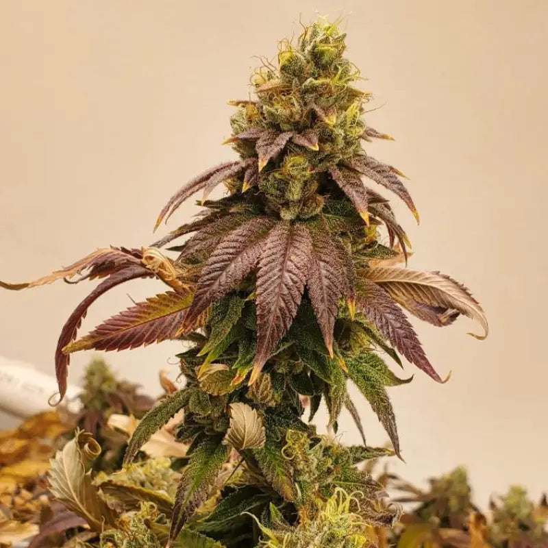 Kombucha© fem terpyz feminized cannabis seeds feminised