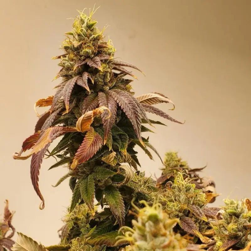 Kombucha© fem terpyz feminized cannabis seeds feminised