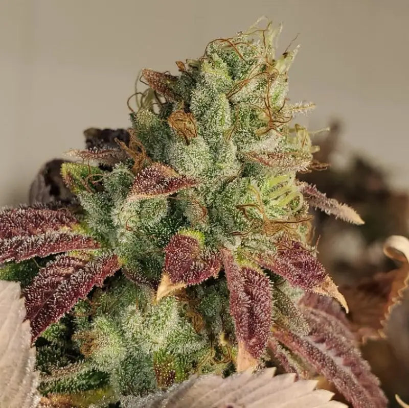 Kombucha© fem terpyz feminized cannabis seeds feminised