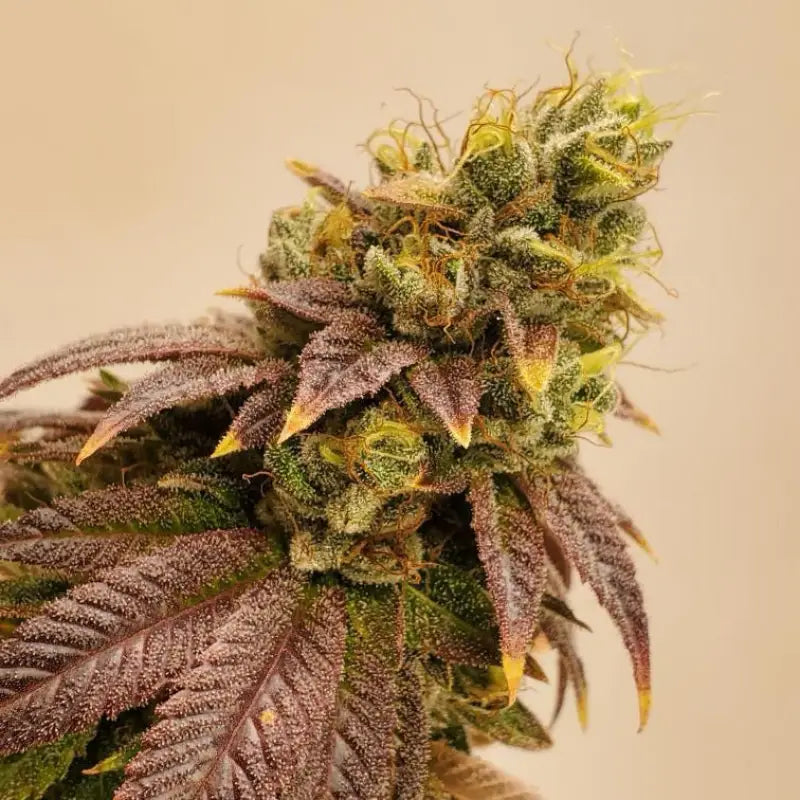 Kombucha© fem terpyz feminized cannabis seeds feminised
