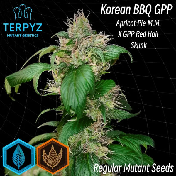 Korean bbq gpp© mutant reg terpyz genetics cannabis seeds