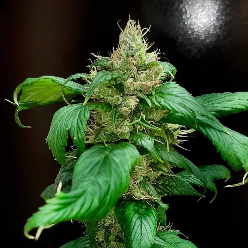 Korean bbq gpp© mutant reg terpyz genetics cannabis seeds