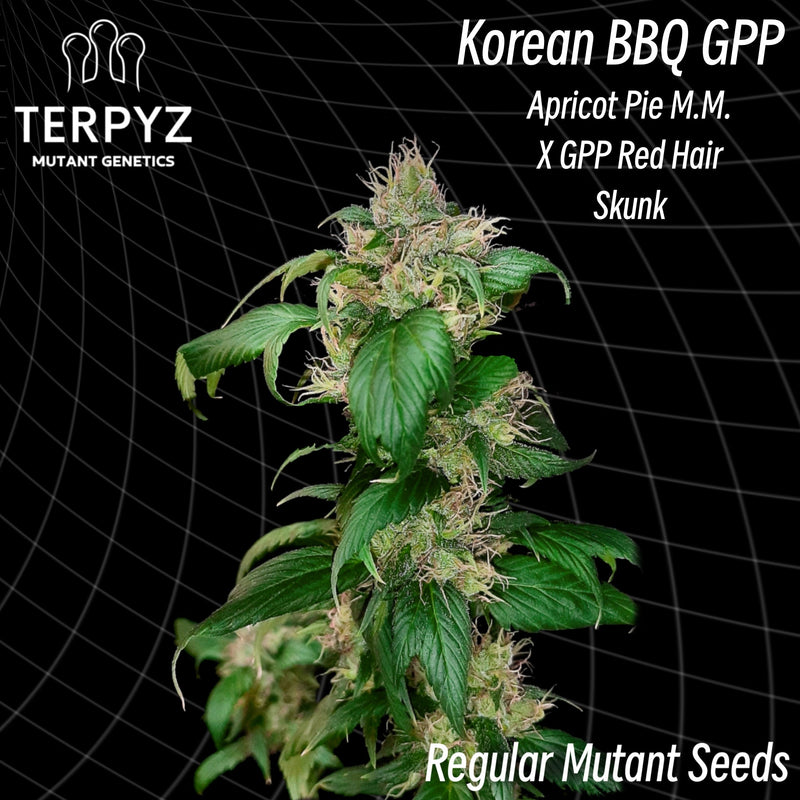Korean bbq gpp (regular mutant cannabis seeds) terpyz