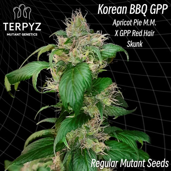 Korean bbq gpp ’single/webbed leaves’ (regular mutant