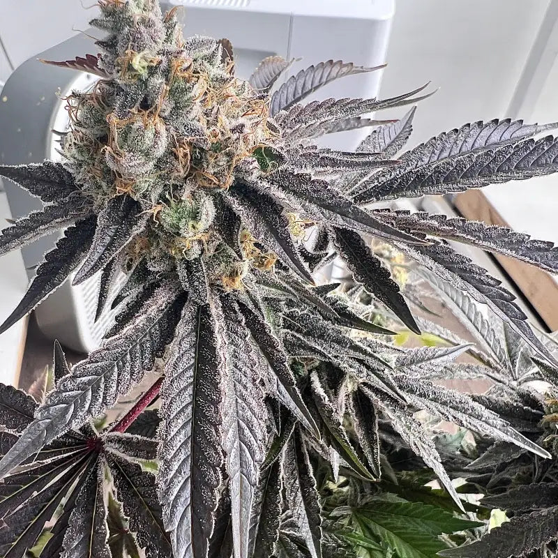 Ks1 (kosher kush s1) fem terpyz mutant genetics feminized