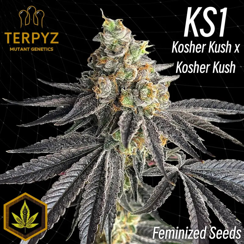 Ks1 (kosher kush s1) fem terpyz mutant genetics feminized