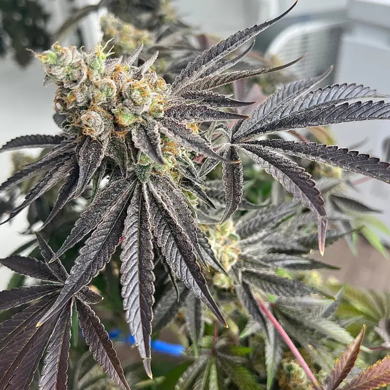 Ks1 (kosher kush s1) fem terpyz mutant genetics feminized