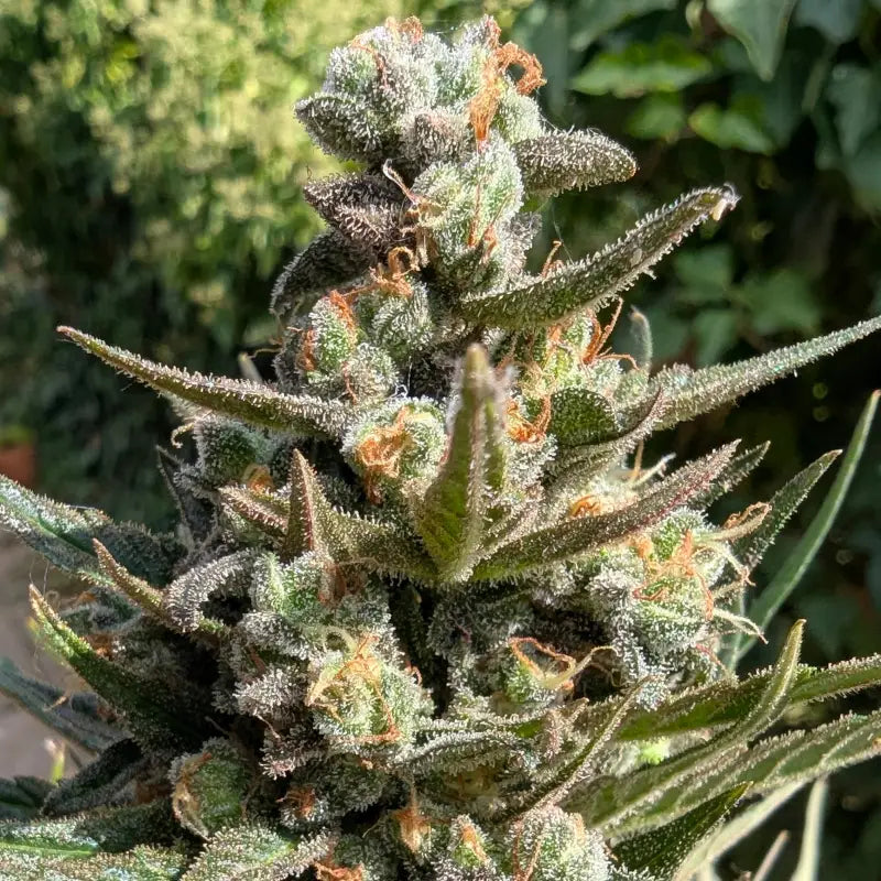 Kumquat cookies auto terpyz upcoming strains