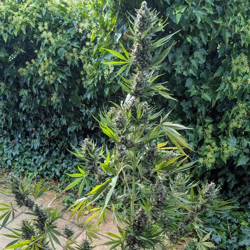 Kumquat cookies auto terpyz upcoming strains