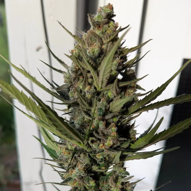 Kumquat cookies auto terpyz upcoming strains