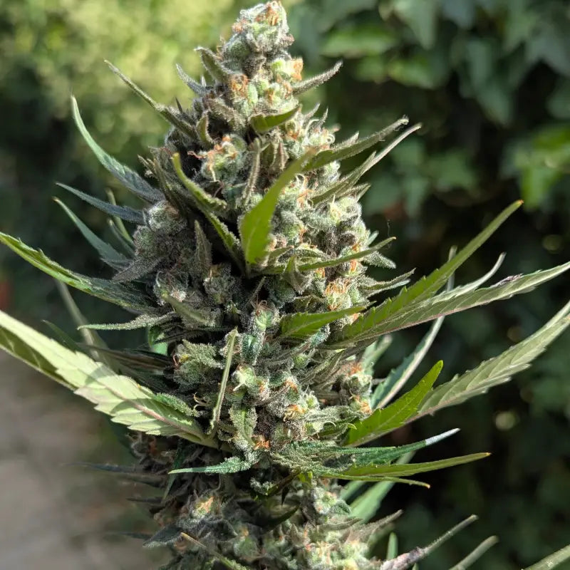 Kumquat cookies auto terpyz upcoming strains