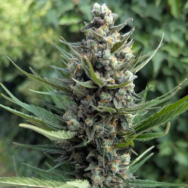 Kumquat cookies auto terpyz upcoming strains