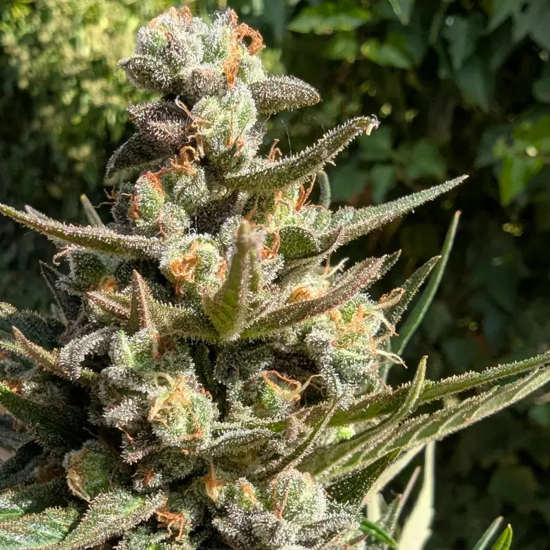 Kumquat cookies auto terpyz upcoming strains