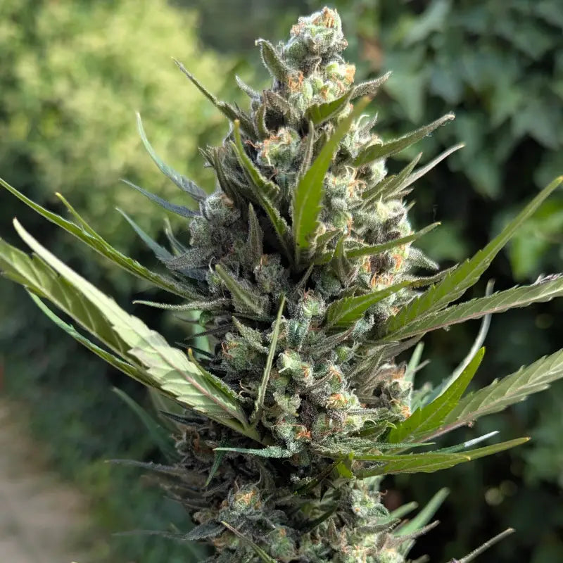 Kumquat cookies auto terpyz upcoming strains