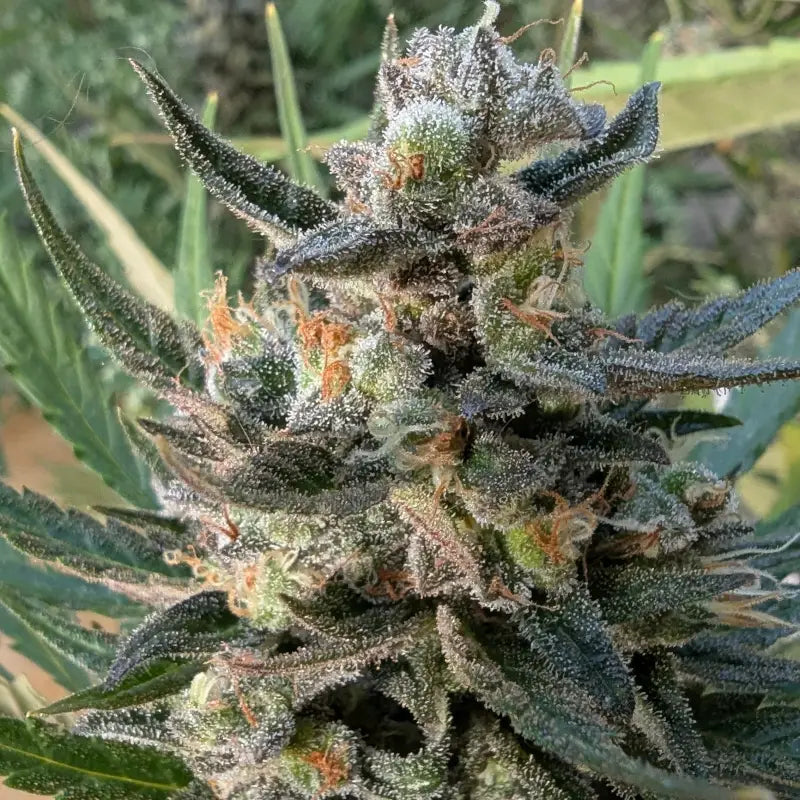 Kumquat cookies auto terpyz upcoming strains