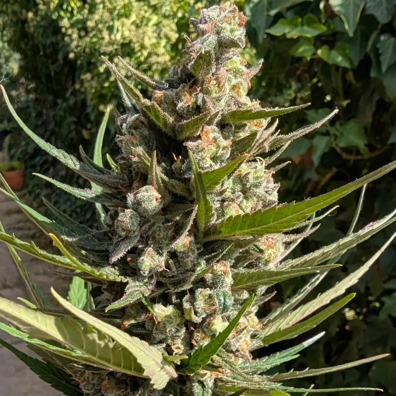 Kumquat cookies auto terpyz upcoming strains