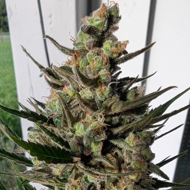 Kumquat cookies auto terpyz upcoming strains