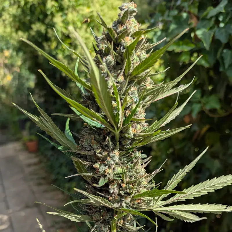 Kumquat cookies auto terpyz upcoming strains