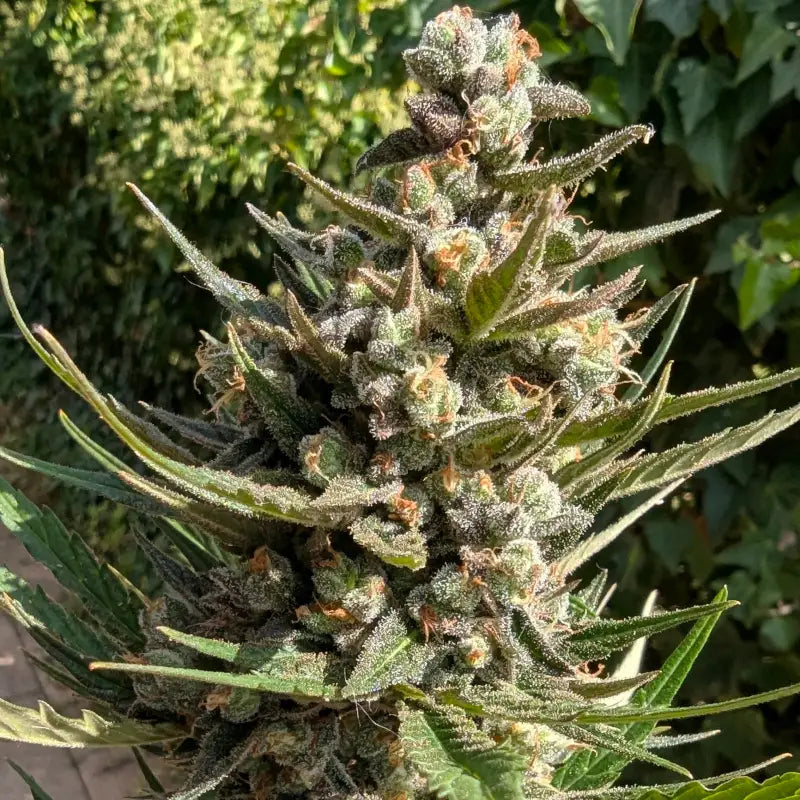 Kumquat cookies auto terpyz upcoming strains