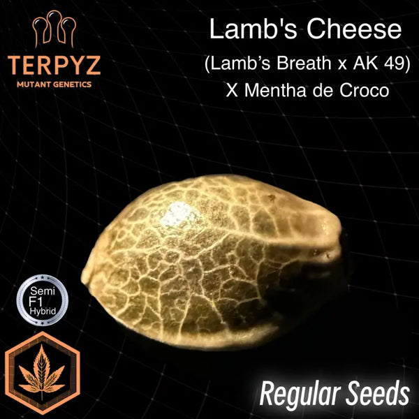 Lamb’s cheese© semi f1 reg terpyz mutant genetics hybrid
