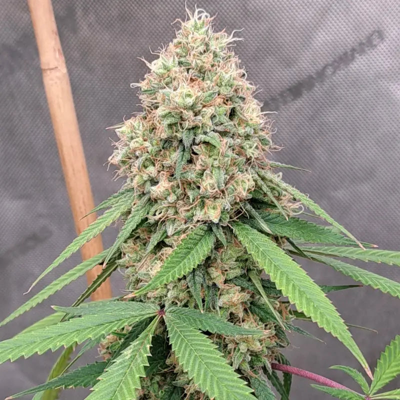 Lamb’s cheese© semi f1 reg terpyz mutant genetics hybrid
