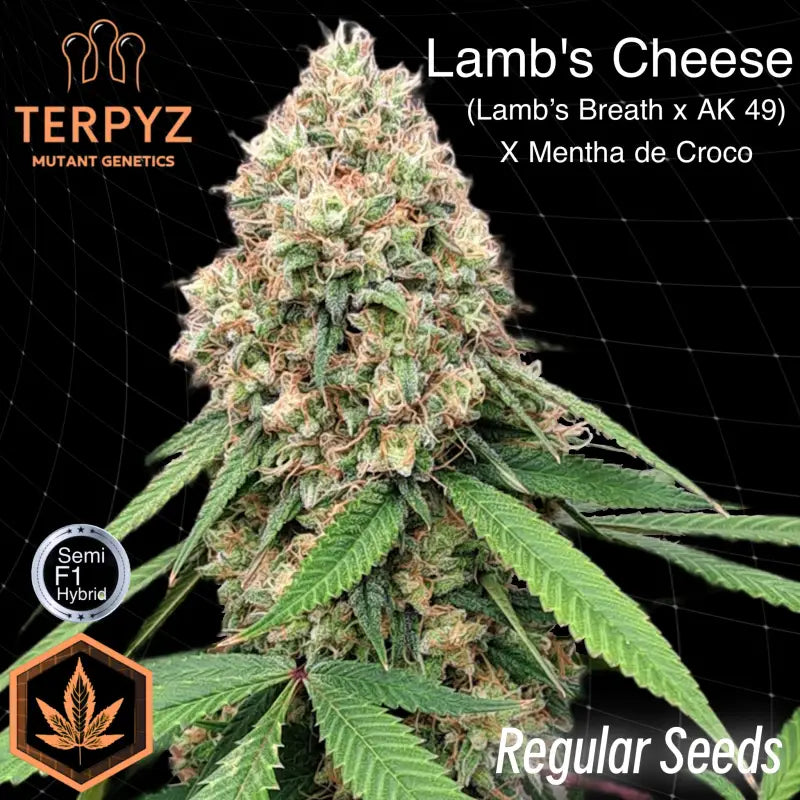 Lamb’s cheese© semi f1 reg terpyz mutant genetics hybrid