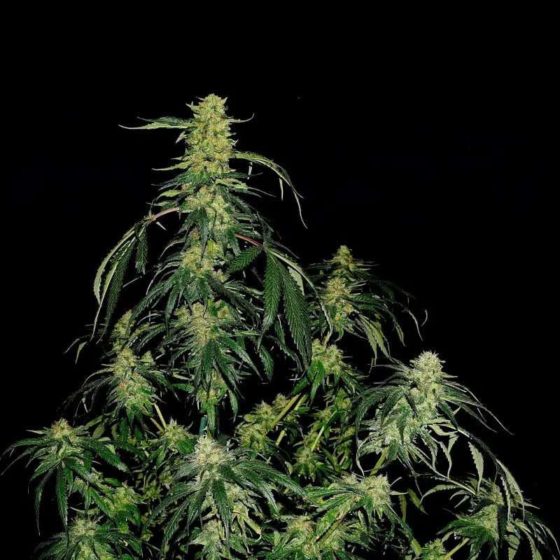 Lamb’s cheese© semi f1 reg terpyz mutant genetics hybrid