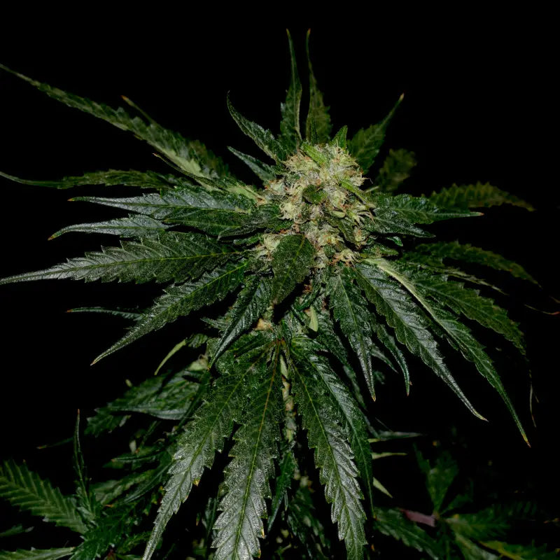 Lamb’s cheese© semi f1 reg terpyz mutant genetics hybrid