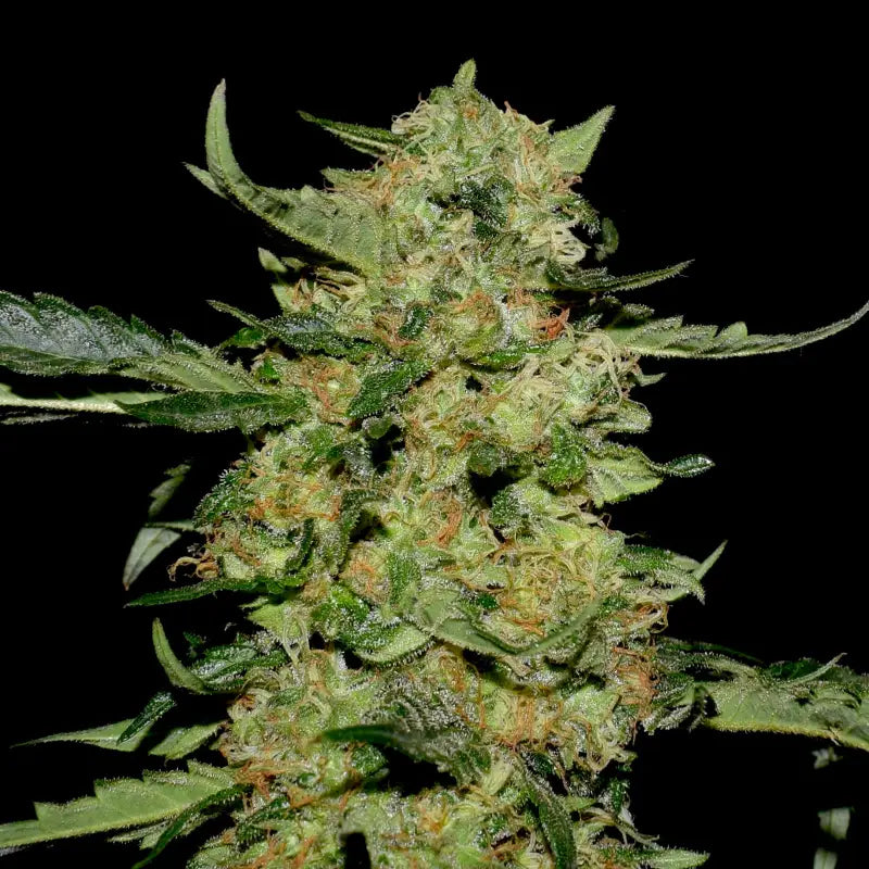 Lamb’s cheese© semi f1 reg terpyz mutant genetics hybrid