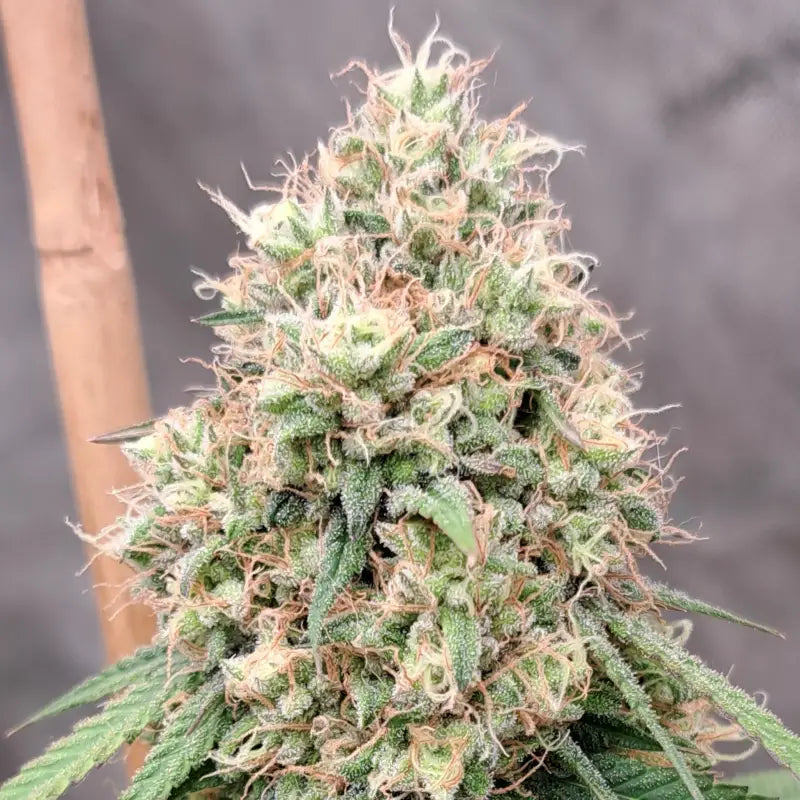 Lamb’s cheese© semi f1 reg terpyz mutant genetics hybrid