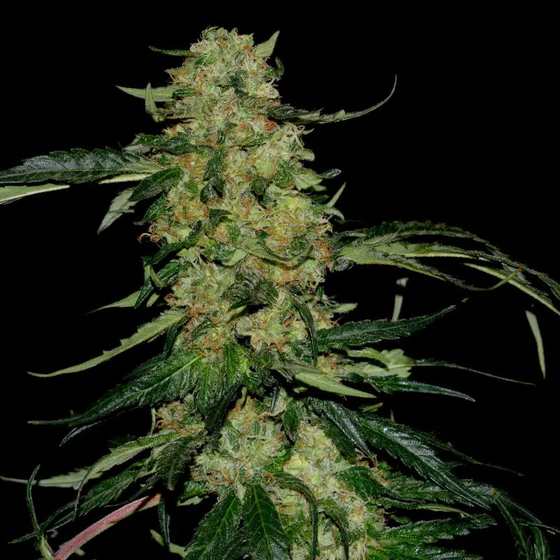 Lamb’s cheese© semi f1 reg terpyz mutant genetics hybrid