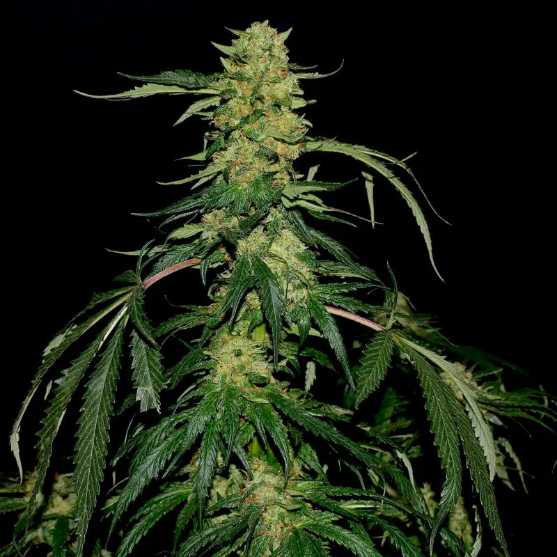 Lamb’s cheese© semi f1 reg terpyz mutant genetics hybrid
