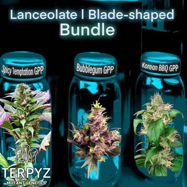 Lanceolate | blade - shaped mutant bundle terpyz genetics