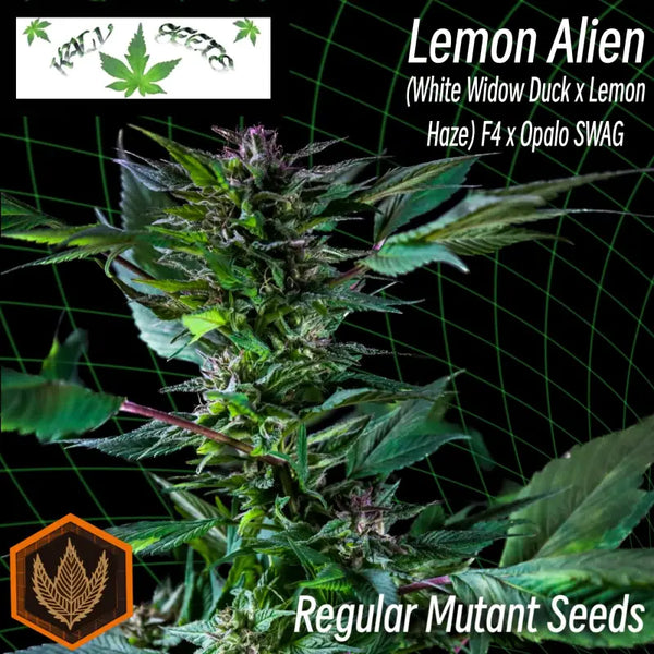 Lemon alien - mutant reg kalyseeds cannabis seeds deals