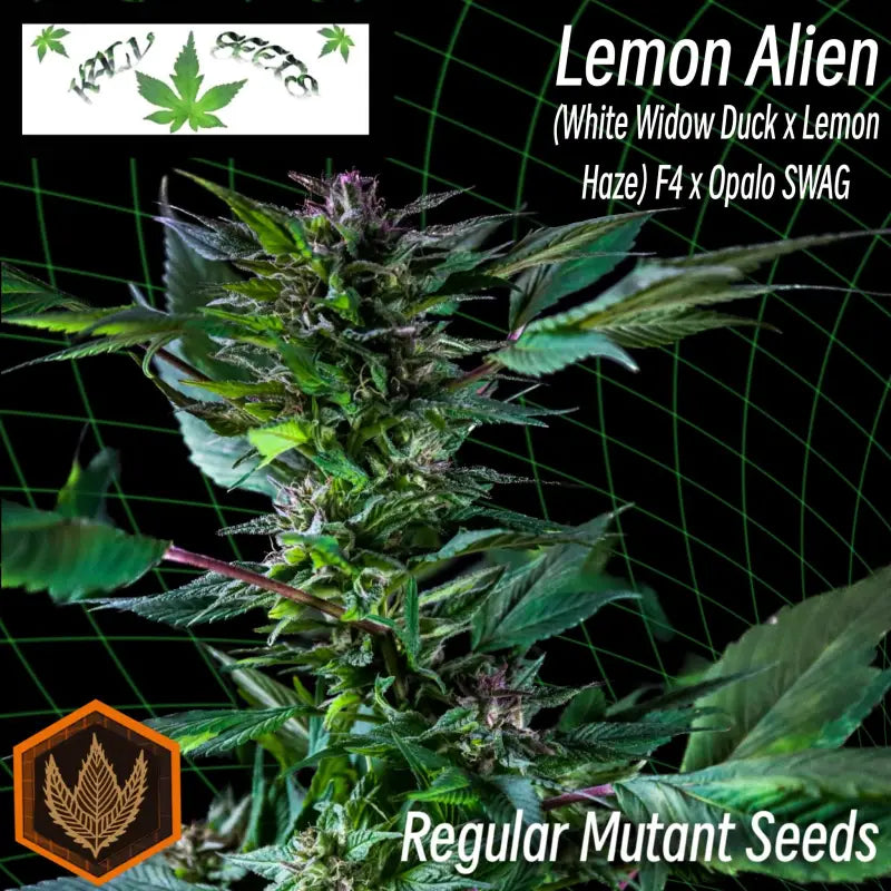 Lemon alien - mutant reg kalyseeds cannabis seeds duck