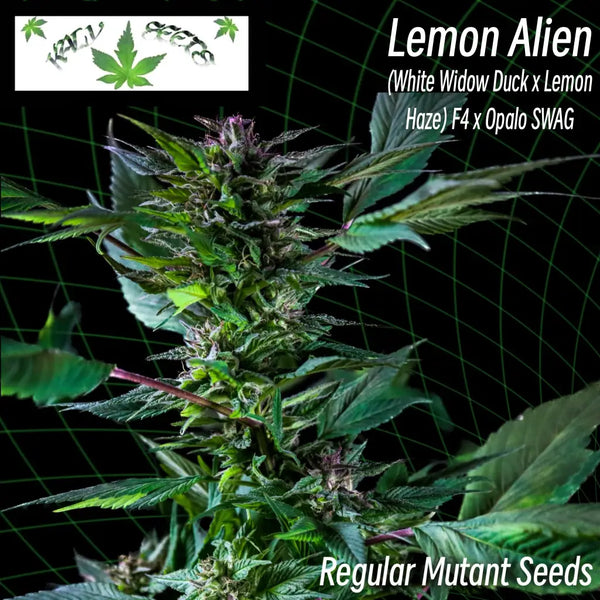 Lemon alien ’webbed leaves’ (regular mutant cannabis